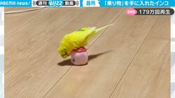 ブツブツと何かを口走る謎行動、お尻をフリフリ… インコが“乗り物”を手に入れたら？ 「新手のルンバかな」「こんな遊びを生み出すとは」