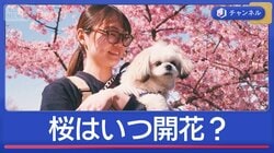 気温乱高下で…桜開花はいつになる？