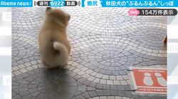なんだこのしっぽ！モフモフな秋田犬の子犬、不思議な動きを見せる“ぷるんぷるん”のしっぽがかわいすぎて癒される人続出「これはけしからん」