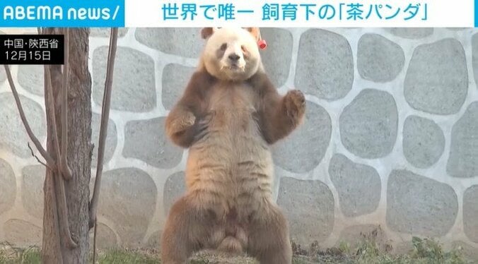 二本足で立つ「茶パンダ」