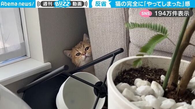 観葉植物が散らばりリビングが大惨事！→物陰に隠れる子猫（犯人）のリアクションが可愛すぎると話題に「これは怒れない」 1枚目