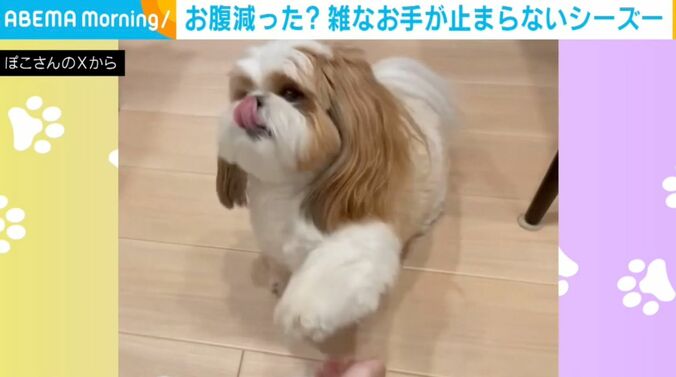 シーズーのぽこくん