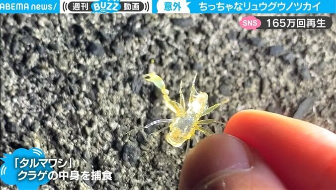 クラゲを捕食してそのまま殻に…驚きの生態を持つ海洋生物が「まるでエイリアン」 1枚目