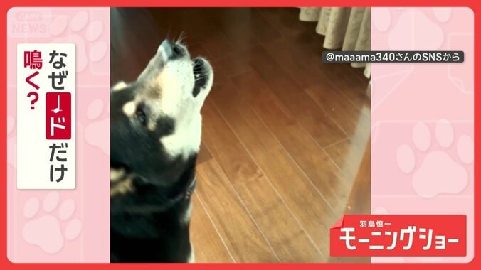 「絶対音感だワン」ピアノの音に反応するワンちゃん　ドになると「ワオーン」　なぜ？ 1枚目