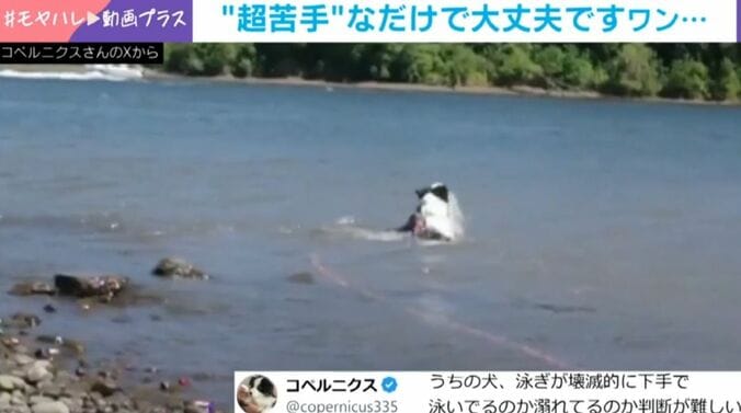 壊滅的に下手な“犬かき”