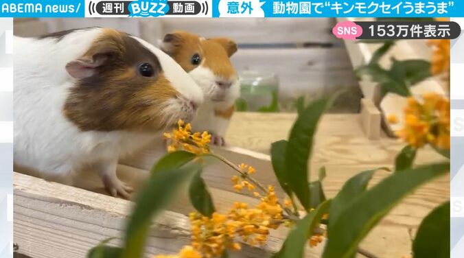 ウマすぎるっ！秋の風物詩・キンモクセイを一心不乱にモグモグする動物園のモルモットたちがかわいすぎる 1枚目