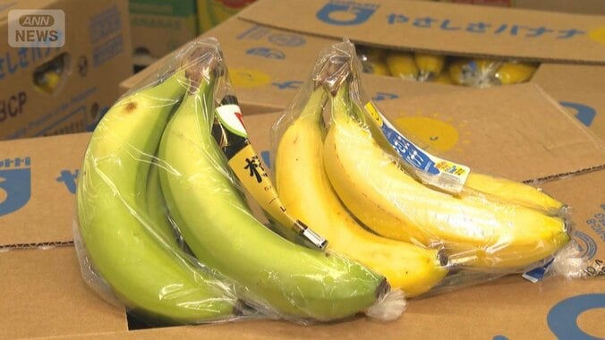 「黄色く熟成できない」バナナ出荷停止の恐れ　中東情勢長期化でエチレンガス入手困難 1枚目