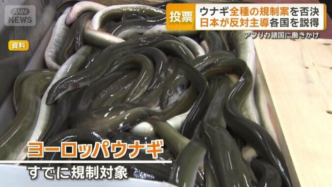 ヨーロッパウナギ