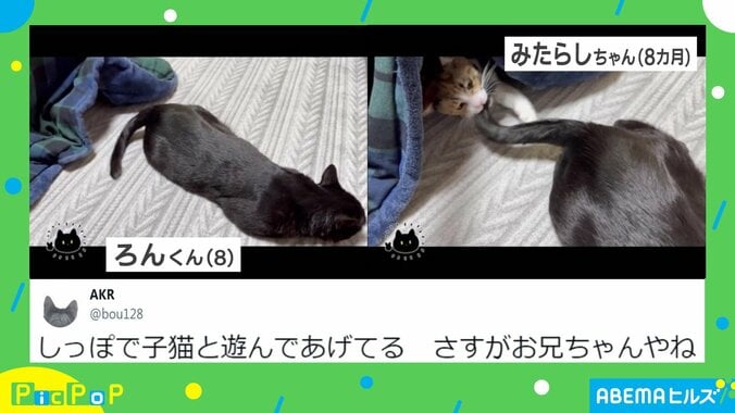 “妹”を遊ばせてあげる兄猫 微笑ましい光景に「面倒見のいいお兄ちゃん」「優しさの塊」癒される人続出  2枚目