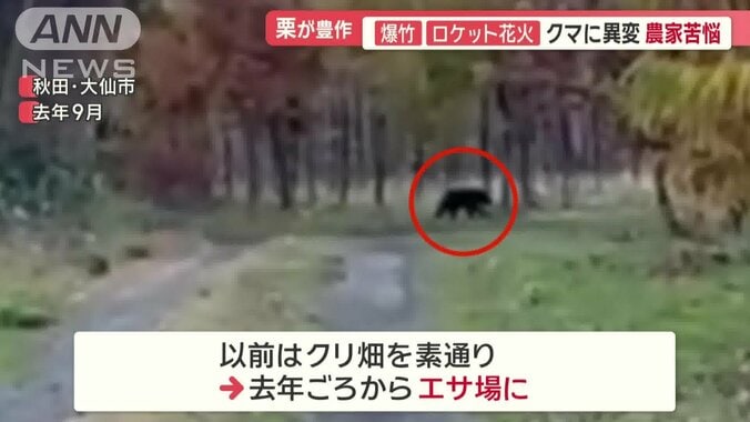 クマの行動にある異変