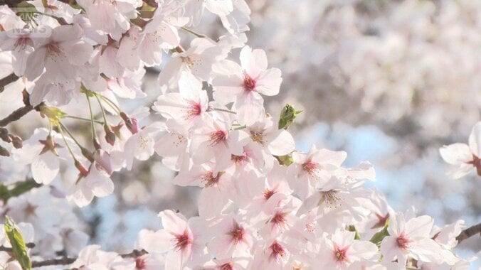 桜の名所・目黒川で初の試み…混雑防止の「目隠し幕」　上野公園も花見客が殺到 1枚目