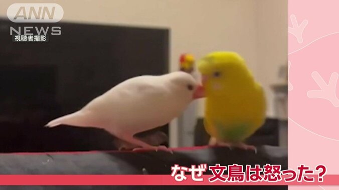 文鳥のミルテくんとセキセイインコのオーくん