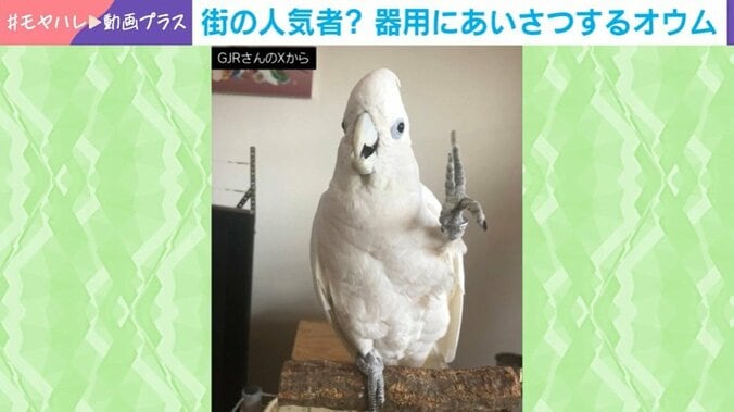 オウムの市松くん