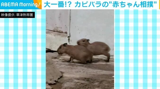カピバラの赤ちゃん