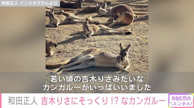 和田正人、妻・吉木りさに“そっくり”なカンガルー写真を披露し「怒られないの？笑」「グラビアポーズに見える」と反響続々 1枚目