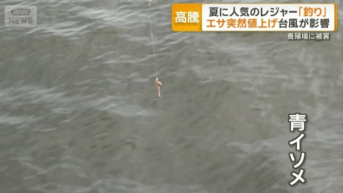 突然値上げの餌「青イソメ」