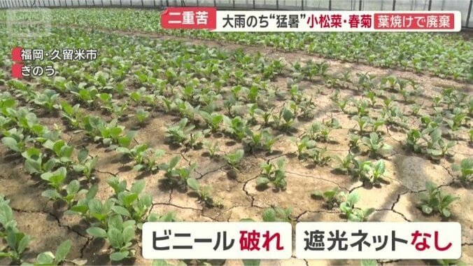 農業用ハウスで育てていた小松菜
