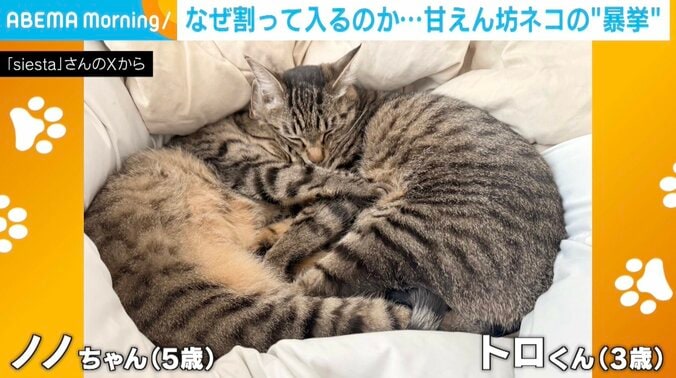 3匹の猫