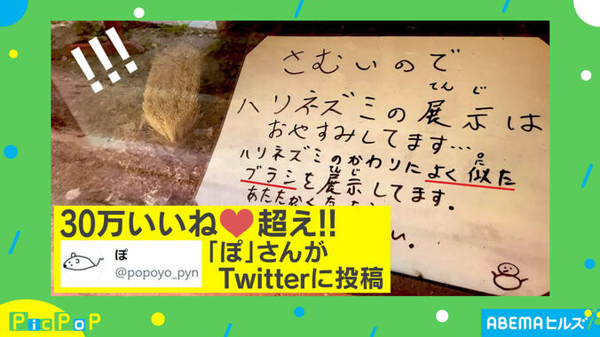 「2度見した」「だいたい合ってる」ハリネズミの代打で展示されたのは…飼育員を直撃取材「さみしくないように」 1枚目