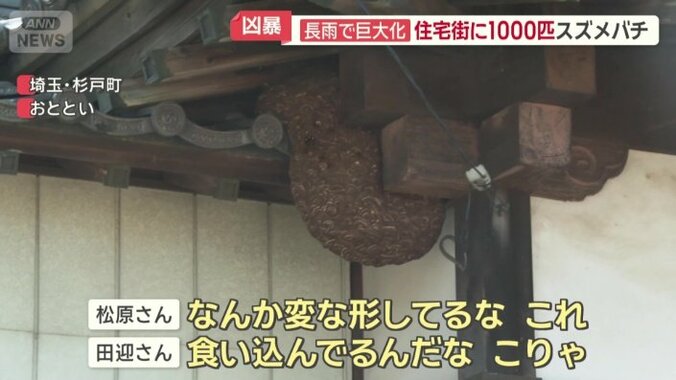 キイロスズメバチの巨大な巣