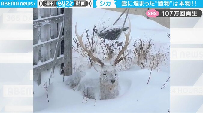 “置物”かと思ったら“本物”だったビックリ映像 雪に埋もれてしまったエゾシカ、わずか数十分の出来事が話題 1枚目