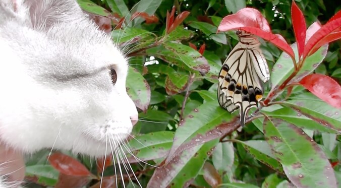 「蝶々さんこんにちは」　背中に蝶々をのせて散歩する猫 6枚目
