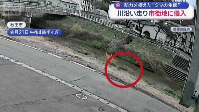 よく見るとクマが川沿いを走っている