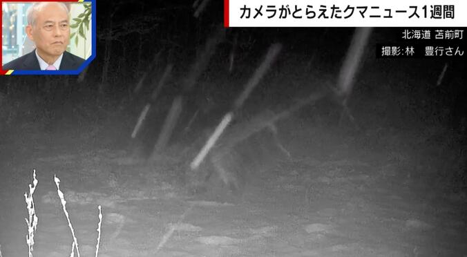 巨大クマが箱ワナをなぎ倒す様子