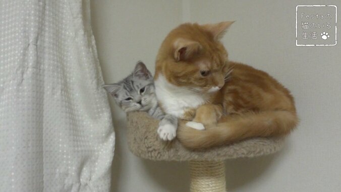 猫「お姉ちゃん遊んでー！」 マンチカン猫姉妹のほっこり日常に密着 11枚目