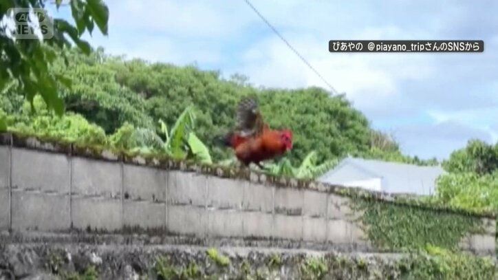 今度はカベの上から！
