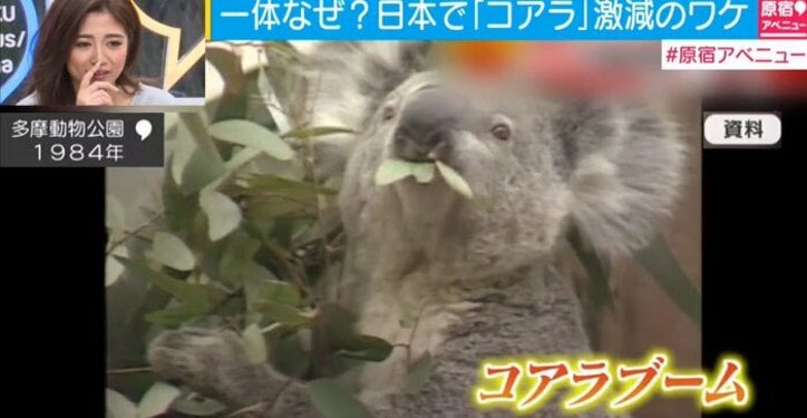 日本の動物園でコアラが激減 原因は贅沢すぎる食生活 その他 Abema Times