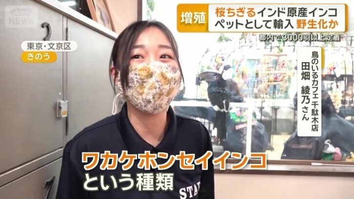 鳥のいるカフェ千駄木店　田畑綾乃さん