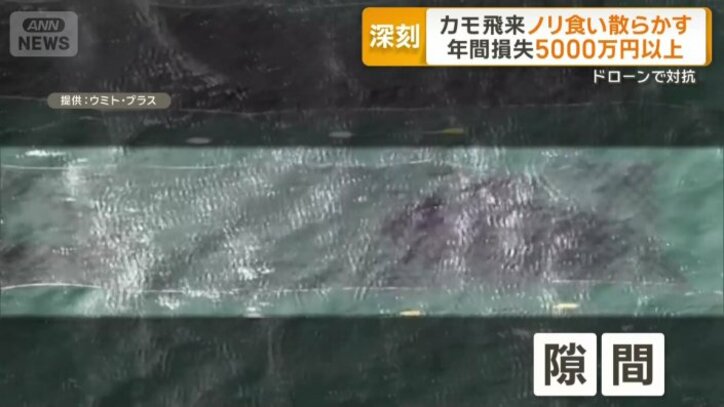 カモに食べられた部分に隙間