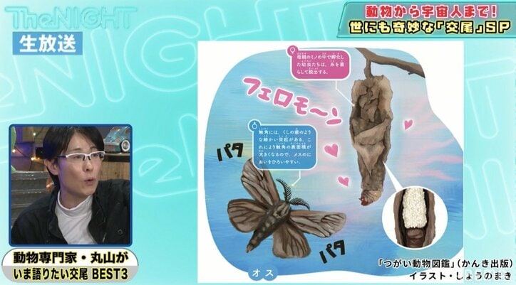 「死ぬまでオスを待ち続ける」ミノムシの壮絶な交尾とその一生