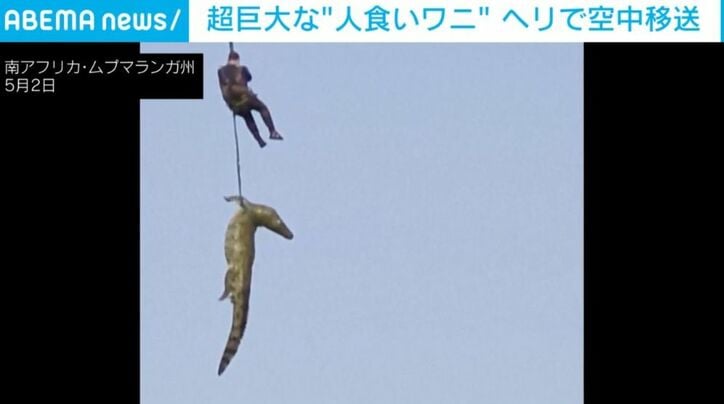 ワニ