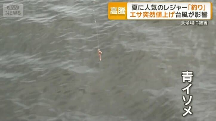 突然値上げの餌「青イソメ」