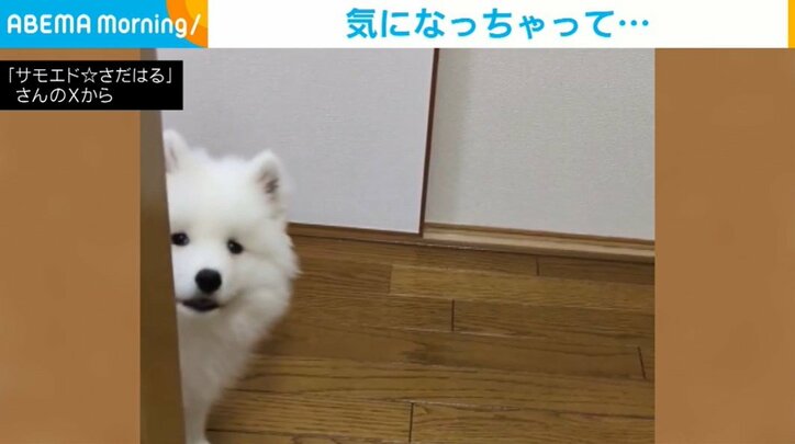 【写真・画像】【下書き】犬ー2025.04.20　1枚目