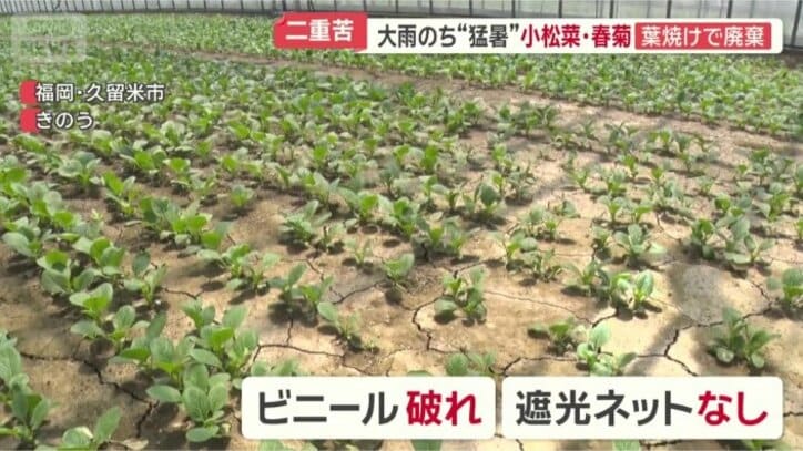 農業用ハウスで育てていた小松菜
