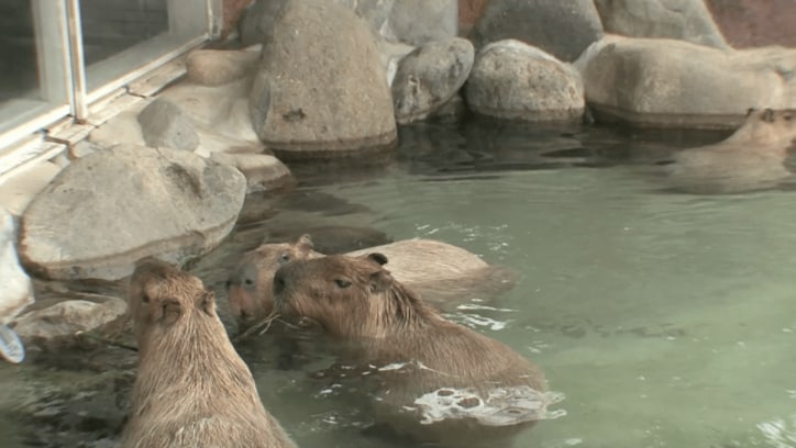 カピバラと混浴？　那須にある露天風呂が斬新すぎて、風呂どころじゃない