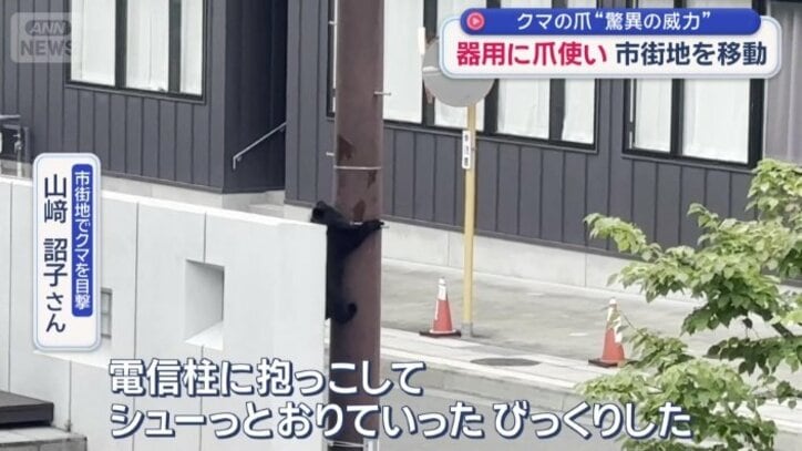 クマは脚の爪を使い、器用に柱をおりていく