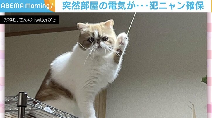 消したはずの電気がついてる!? 犯行の決定的瞬間を激写された猫はフリーズ