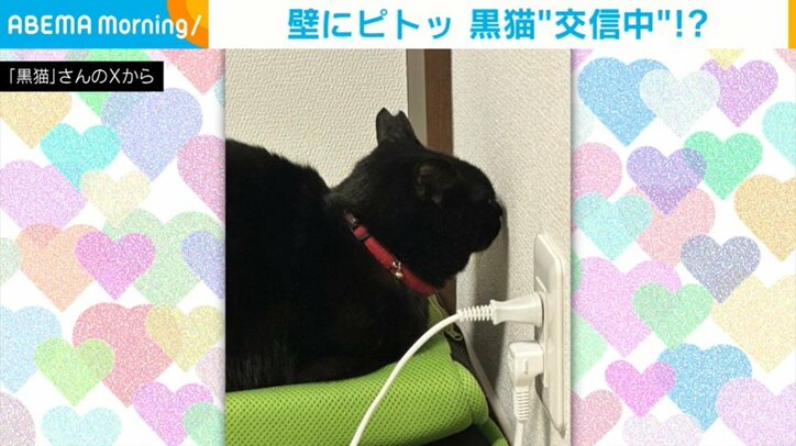 猫のちょびくん