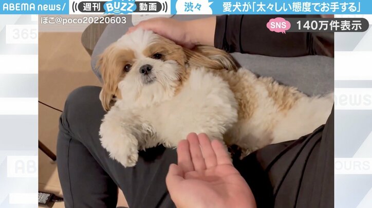 シーズーの「ぽこくん」