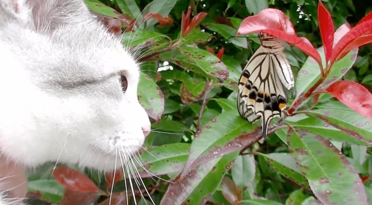 「蝶々さんこんにちは」　背中に蝶々をのせて散歩する猫