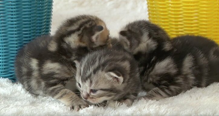 ふわふわ仔猫大集合「キャットショーって何？」　スター候補ニャンコに密着にゃ