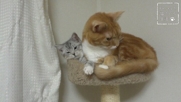 猫「お姉ちゃん遊んでー！」 マンチカン猫姉妹のほっこり日常に密着