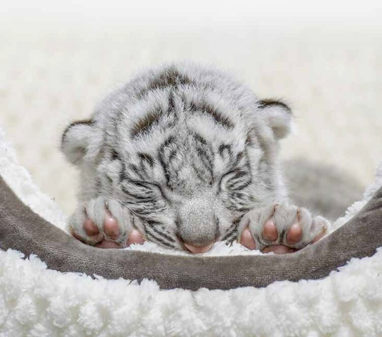 写真・画像】＜※猛獣です＞ホワイトタイガーの写真集『とらのこ』が