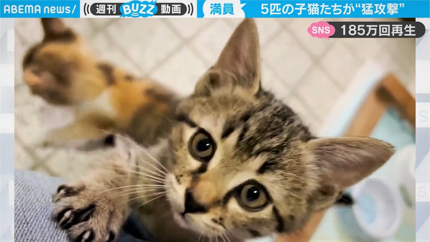 捨てられた子猫5匹が一斉に脚をよじ登って来て 新たな飼い主さんとの出会いの瞬間映像に まるで天国 反響続々 Abema Times Goo ニュース