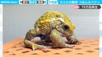 「食うんかい!」カエルの脱皮がイリュージョンすぎると話題 “仰天”結末の一部始終 【ABEMA TIMES】