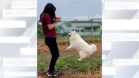【映像】飼い主の動きを完コピする犬